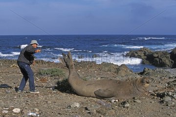 Biologiste observant un éléphant de mer du nord Mexique