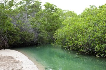 Mangrove auf Isabela Island Galapagos Islands