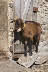 Goat to the barn in the mountain pastures in summer Savoie