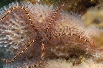 Portrait of Brittle-star of the sponges Caribbean Sea