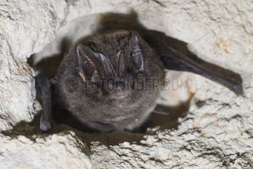 Western Barbastelle hibernating in a cave ceiling France