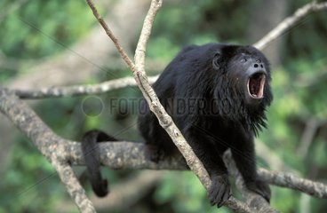Schwarzer männlicher Yeller mit einem Brasilien -Pantanalbaum