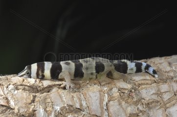 Barbour's Least Gecko Cuba