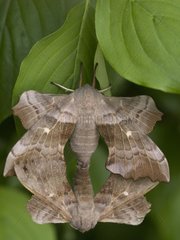 Mating of Aspen Hawk-mothes France