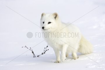 Arctic fox in the snow in the United States