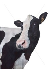 Vache Prim'Holstein Portrait sur fond blanc