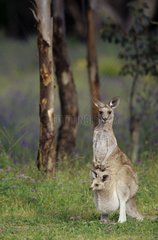 Grand kangourou gris de l'Est et petit dans poche marsupiale