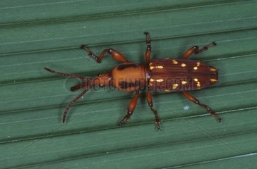 Käfer Brents auf einem Blatt im Nicaragua -Wald