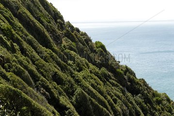 Wind-shaped coastal vegetation New Zealand