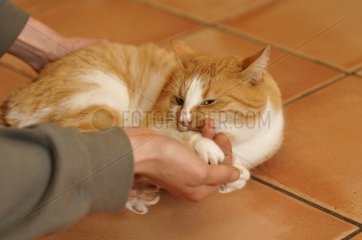 European red tabby cat biting the hands of his master