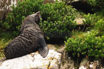 Neuseeland Fell Siegel legt auf einem Felsen auf Snares Islands