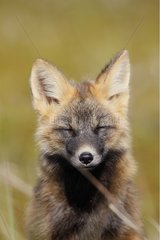 Porträt eines jungen roten Fuchs in der dunklen Phase Nome Alaska