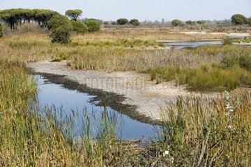 Freshwater swamp Coto Donana NP Andalusia Spain