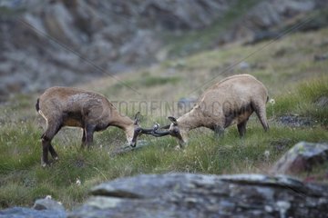 Chamois fighting Gran Paradiso National Park Italy
