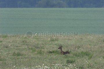 Female Roedeer lying in the grass Vosges France