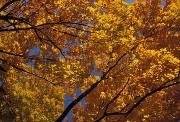 Erables en automne Adirondack NP USA