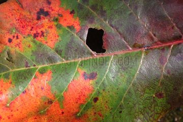 Leaf eaten and colorful Iya volcano in Indonesia