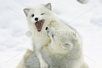 Joust of Arctic foxes in the snow