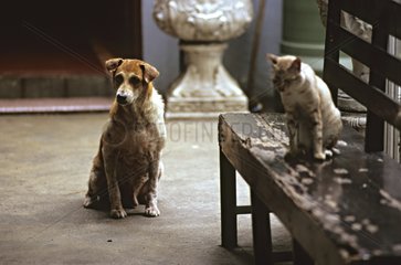 Dog and Cat sitting in a courtyard Thailand