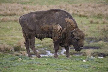 Europäischer Bison Highland Wildlife Park Schottland