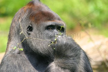 Western lowland Gorilla male with silver back