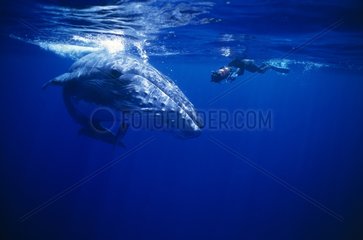 Humpback Whale in surface and diver French Polynesia