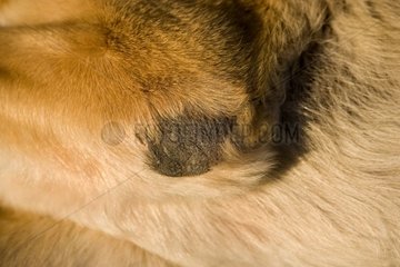 Wound on a leg of dog