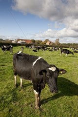 Herd of Holstein cows in the meadow United Kingdom