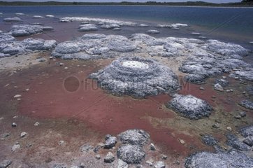 Stromatolithen am Strand von Hamelin Bay Australia Australia