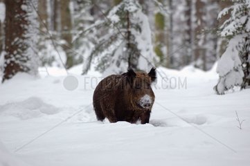 Wild boar in snow National park of Bayerischerwald