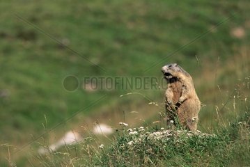 Erwachsener Marmot pfeift aufrecht vor seinem Schweizer Ballrow
