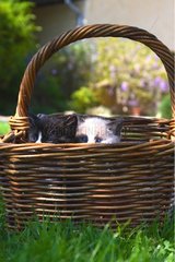 Kittens in a basket in a garden