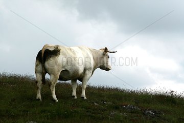 Cow in a meadow Aubrac Lozère Fance