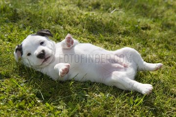 Puppy of Jack Russell Terrier rolling in the grass France