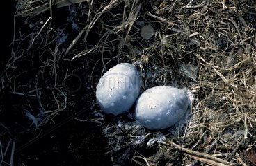 Sterilisierte Eier aus Hering Möwen Brest Frankreich