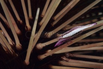 Needle Shrimp at night living among Sea urchin's spines Bali