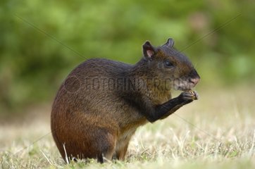 Red-rumped Agouti eating on ground French Guiana