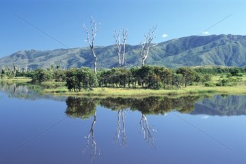 Reflecting trees and the mountain landscape New Caledonia