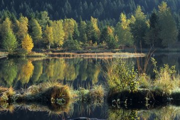 Tourbière und Lac de Lispach im Herbst -Vosges France