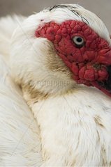 Portrait of Muscovy duck Madeira Portugal