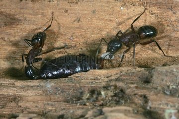 Zimmermann Ameisen  die eine Chrysalis Frankreich zerstÃ¼ckeln