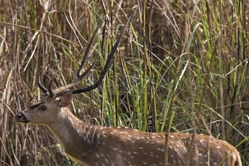 Portrait of a male Axis Deer in the tall grasses India
