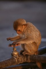 Jeune Macaque crabier jouant sur une conduite d'eau
