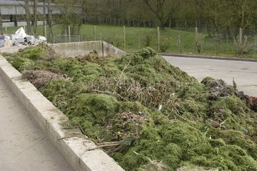 Green waste from the dump