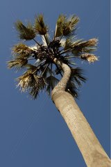 Palm tree Makalani Namibia