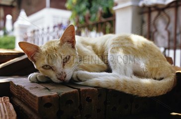 Red and white cat resting Thailand