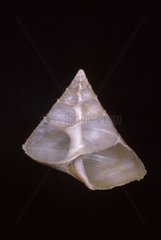 Ansicht einer geschnittenen Calliostoma -Hülle