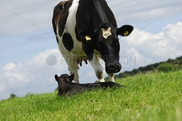 Holstein Cow and Calf Connemara Ireland