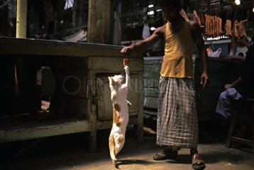 Cat standing up to have meat India