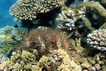 Astéries Crown of Thorns verschlingt eine Korallen Mayotte